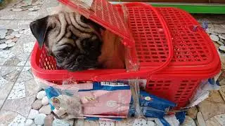 Chó Pug đực về nhà mới