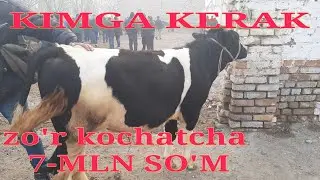 Fargona Mol bozori Bagdod. |  Фаргона Мол бозори Багдод