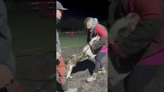 protection dog - Badger