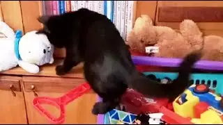 Игрушки кота Марсика