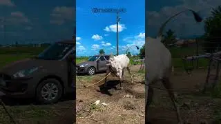 #bailgada