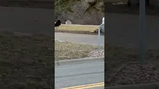 Turkey fight