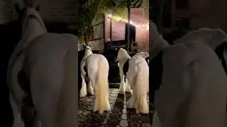 YEGUAS GYPSI