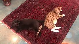 The Two Tails of Beau and Lola