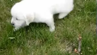 Gorgeous English Cream Golden Retriever Male