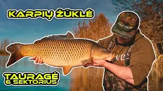 Karpių žvejyba. Tauragė - 6 sektorius (spalio pabaiga). (Carp Fishing @ Taurage)