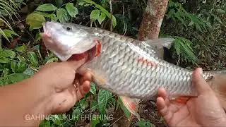 #gahingkukuhfhising#hampala Mancing di sungai yang kecil!! masih ada poin lagi