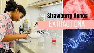 Extract DNA out of strawberry! #scienceathome #ScienceWithSana