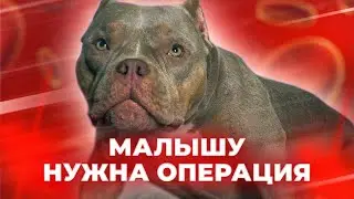 МАЛЫШУ НУЖНА ОПЕРАЦИЯ! Американский Булли у Ветеринара