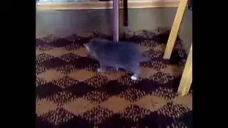Видео 0005