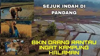 INDAHNYA PESAWAHAN DI DESA KARANGSARI BIKIN ADEMA MATA