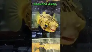 Рыба еж в "Калипсо Аква"