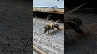 Вечер,пчёлы торопятся в улей...#bee #пасека #пчела #пчеловодство #пчеловод #пчёлы