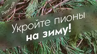 Укройте пионы 🧣 на зиму!