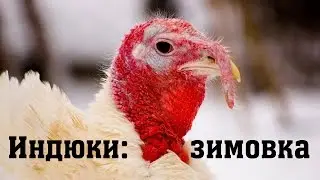 Зима. Индюки // Из города в деревню