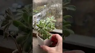 Суккуленты виды: Эониум вариегатный 