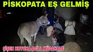 PİSKOPATA EŞ GELDİ~ŞİŞEN KOYUNA ACİLL MÜDAHALE~NECDET ABİYE GÜNEŞ PANELİ~YARDIMLAŞMA