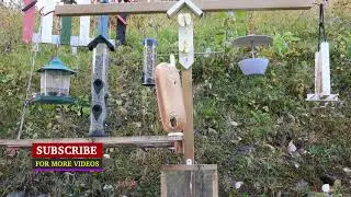 Bird Feeder Outdoor In The Backyard