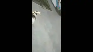МИНИ ЖИЗНЬ САБАКИ!!!