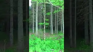 Дикий пляж для нудистов.Где отдохнуть дикарём на Селигере,стоянка с координатами на карте №3.