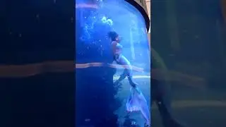 【悲報】人魚さん、衣装が引っかかり水槽の中で溺れかけてしまう。 #shorts