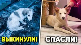 The puppy was abandoned in an elevator after the death of its owner / SANI vlog