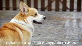 Как проходит прогулка с корги Максяшом !!!