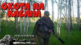 Вышло стадо КАБАНОВ!!! Охота на горохе.