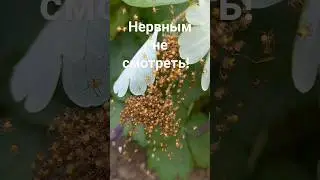 Нервным не смотреть!