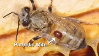 12 Using Requeening and Brood Interruption to Control Varroa Mites 111116