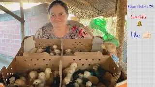 Compre 70 pollos 😲🙈Ahora No Se Que Hacer 😱😱