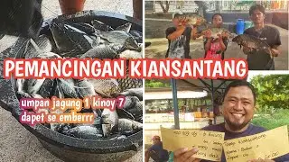 200 ekor ikan rame Induk 3 ekor makanin banget