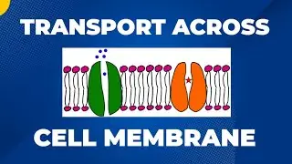 Transport across cell membrane | Tamil