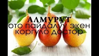 АЛМУРУТ ЖОНУНДО МААЛЫМАТТАР БУЛ ЖЕРДЕ