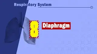 𝟎𝟖. 𝐃𝐢𝐚𝐩𝐡𝐫𝐚𝐠𝐦  🧱