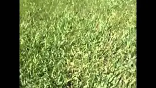 Thomas Sanders Vine Sunday in the Park with Stewie 