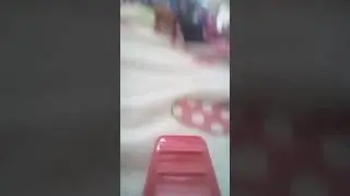 Вся моя коллекция котиков
