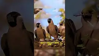 Allah created her