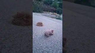 Piggy se escapa #fnf #music #cover #cachitosreborn cerdito silicona #silicona #shortvideo #viral