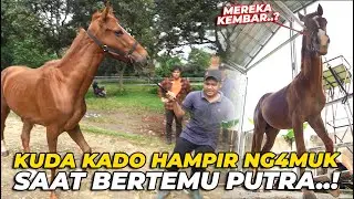 PERBANDINGANNYA DILUAR NALAR..! KONDISI KUDA KADO DAN KUDA PUTRA..!