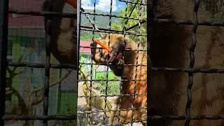 Носушонок🔥💥💥 #zoo #animals #зоопарк #милоевидео #зоопарксказка #ялта2024 #кормимживотных