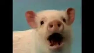 GINO IL MAIALINO