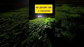 Как я упустил стрижку газона. #газон #ландшафтныйдизайн