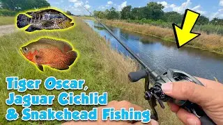 Catching WILD Aquarium Fish!