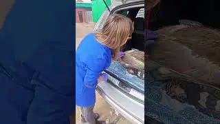 Благовещенское рай отделение РБ. Спасение молодых лебедей руководителем районного отделения АОиР РБ.