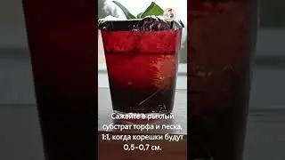 Сохраняем и размножаем любимый сорт петунии