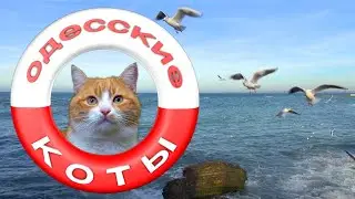 Одесские коты