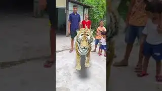 With 3D Tiger | Google 3D Tiger | 