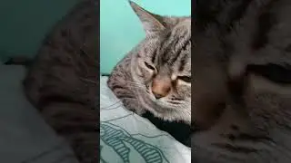 после завтрака Кашаку Нада спать #юмор #жиза #мемы #приколы