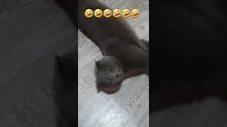 Серьёзный разговор с котом кот🐈Loki 